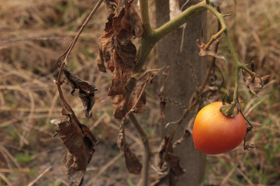 Diamo una seconda vita alle verdure appassite